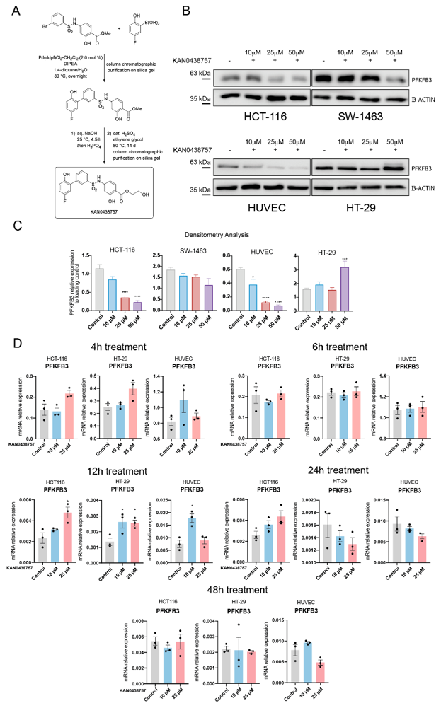 KAN0438757 effects on PFKFB3 expression in cancer cells and HUVECs.