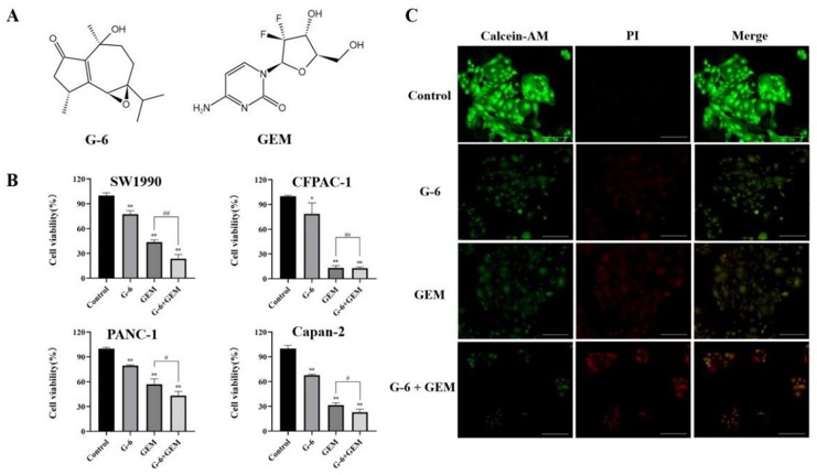 Effect of G-6 and GEM on proliferation of pancreatic cells.