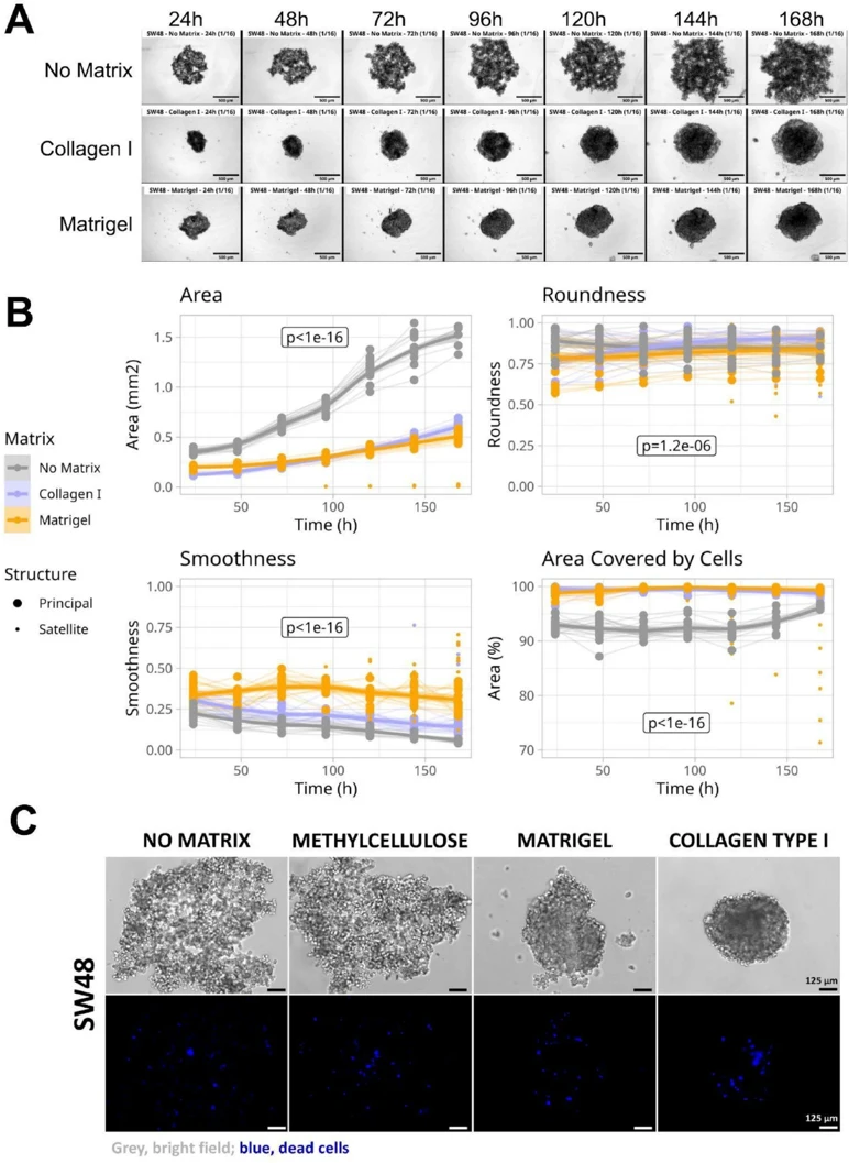 Morphological analysis and viability evaluation of SW48 spheroids cultured with no matrix, collagen I or Matrigel.