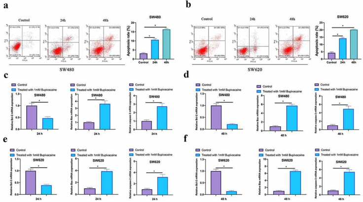 Bupivacaine Promoted CRC Cell Apoptosis