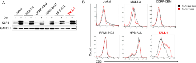 KLF4 increased surface CD3 expression on TALL-1 cells.