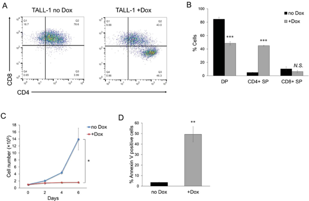KLF4 induced T-cell differentiation in TALL-1 cells.
