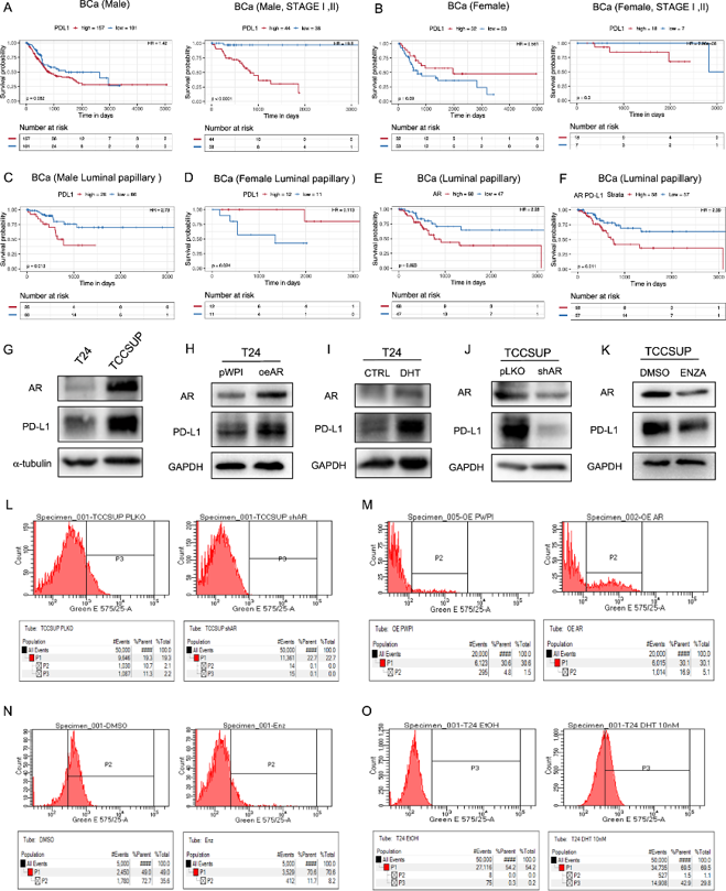 Regulation of PD-L1 expression by altering androgen receptor (AR) in BCa cells.