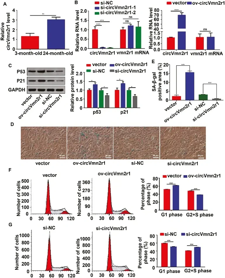 The promoting effect of circVmn2r1 in TCMK-1 cell senescence.