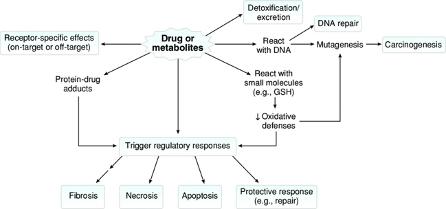 Mechanisms of drug toxicity.