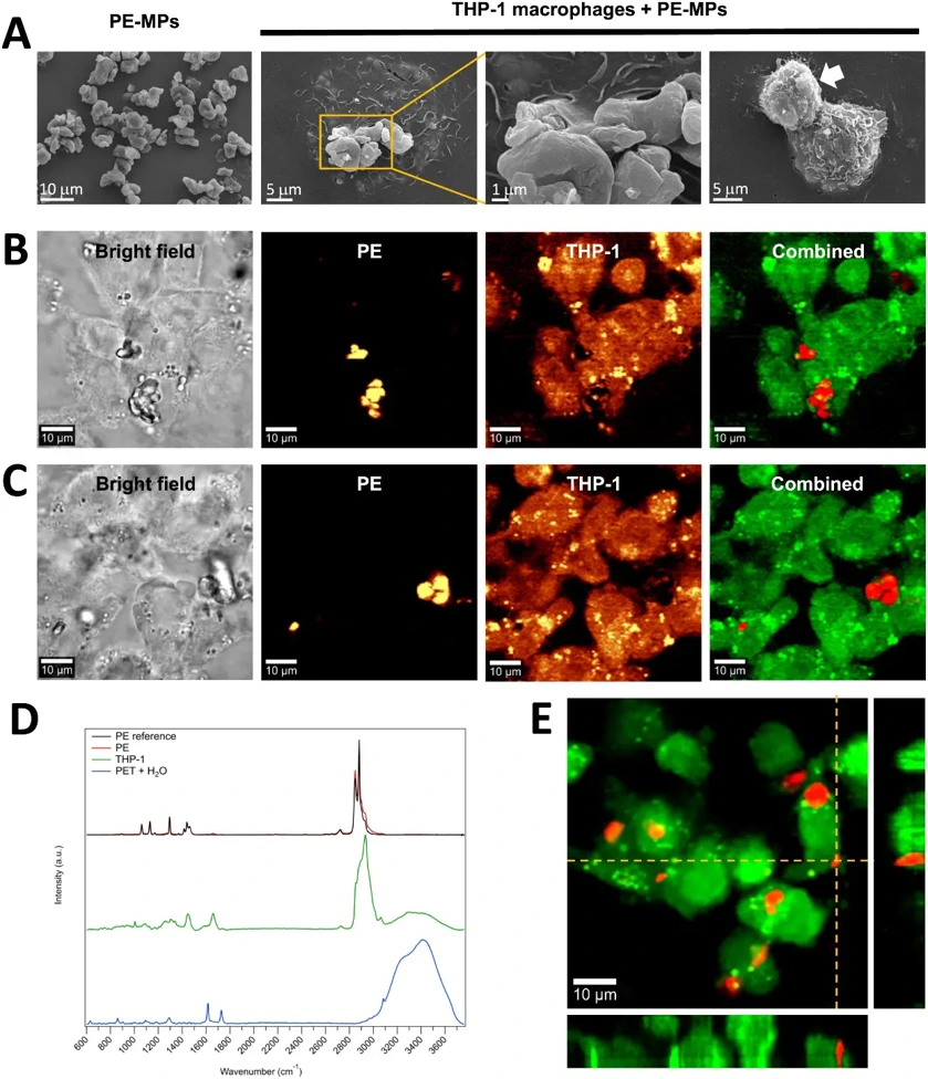PE-MPs are internalized in naive THP-1 macrophages.