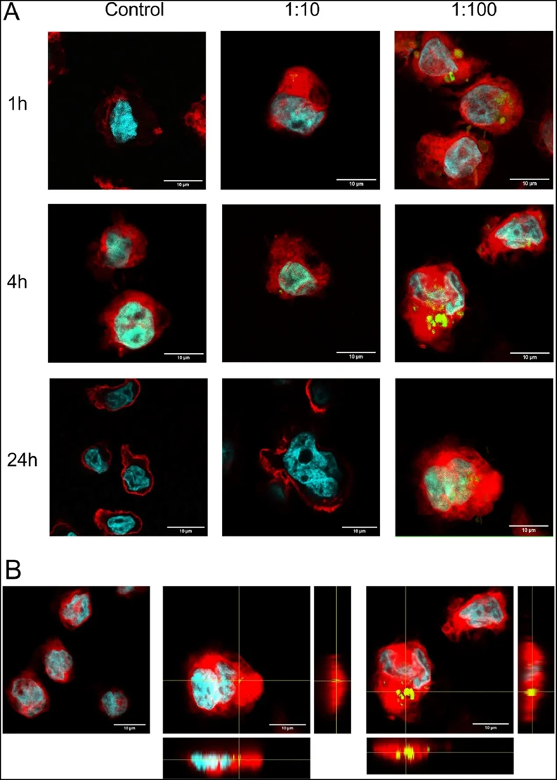 Confocal microscopy analysis of the colocalization of PMVs and THP-1 cells.