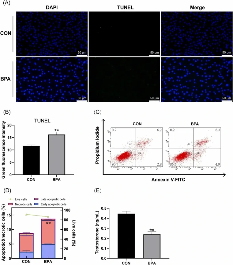 Toxic effects of BPA treatment on TM3 cells. TM3 cells were randomly divided into control (CON) and BPA groups, and either not treated or treated with BPA for 24 h.