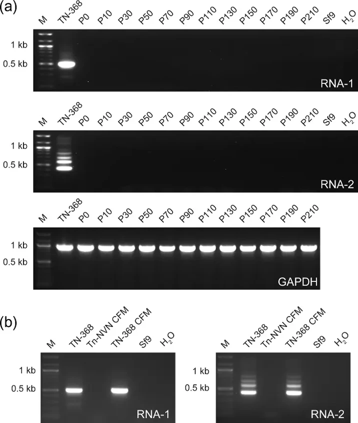 Tn-NVN cells have no detectable TnCLV
