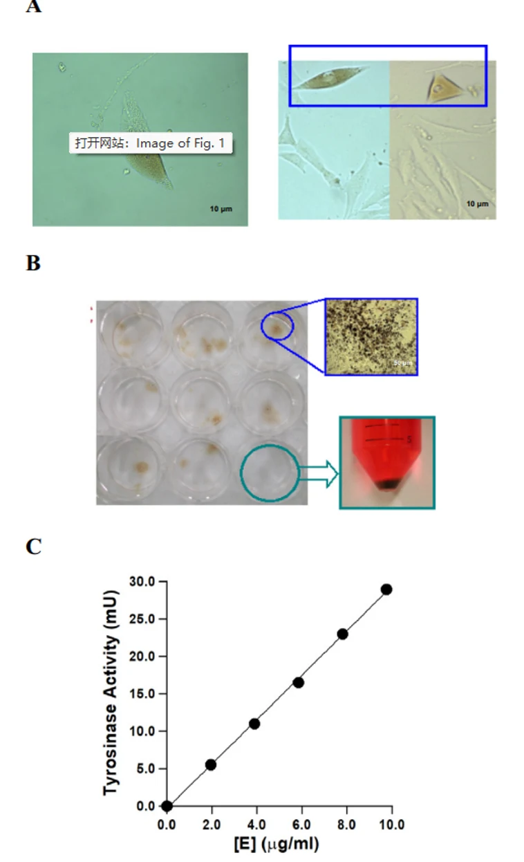 TXM13 pigmentation and tyrosinase assay
