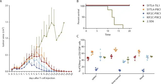Performance of T cells transgenic for neoantigen-specific TCRs in vivo.