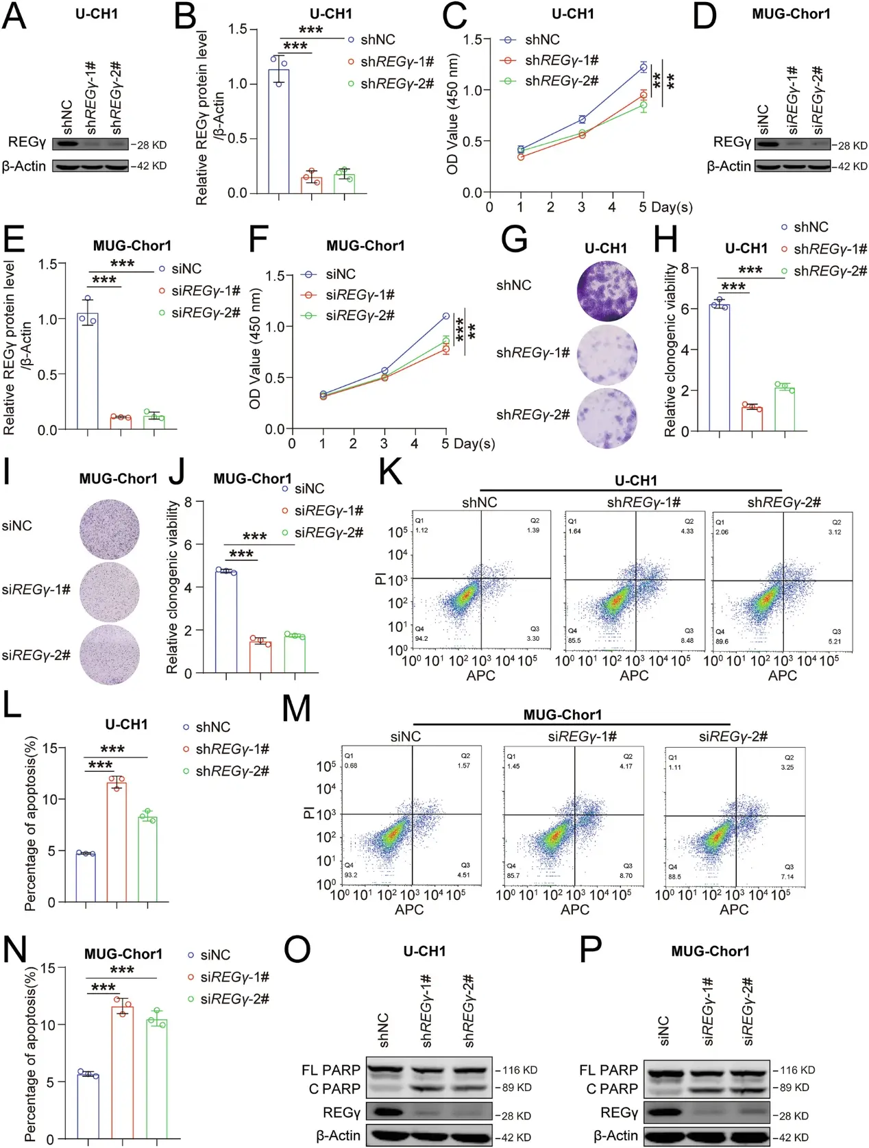 REGγ knockdown inhibits proliferation and promotes apoptosis in chordoma cells U-CH1.