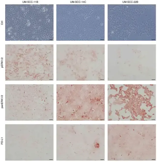 Immunohistochemical staining for basal expression of target proteins.