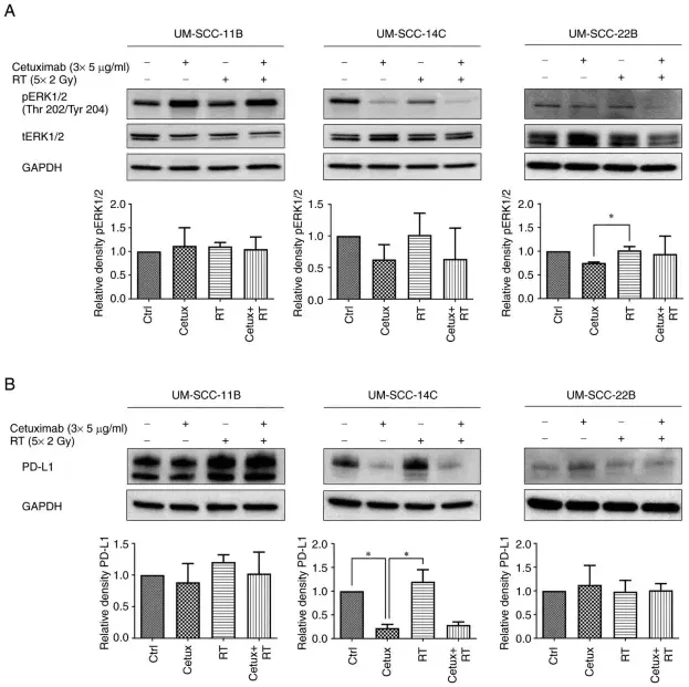 Impact of fractionated irradiation and Cetux on expression levels of pERK1/2, tERK1/2 and PD-L1 in UM-SCC-11B, UM-SCC-14C and UM-SCC-22B cells.