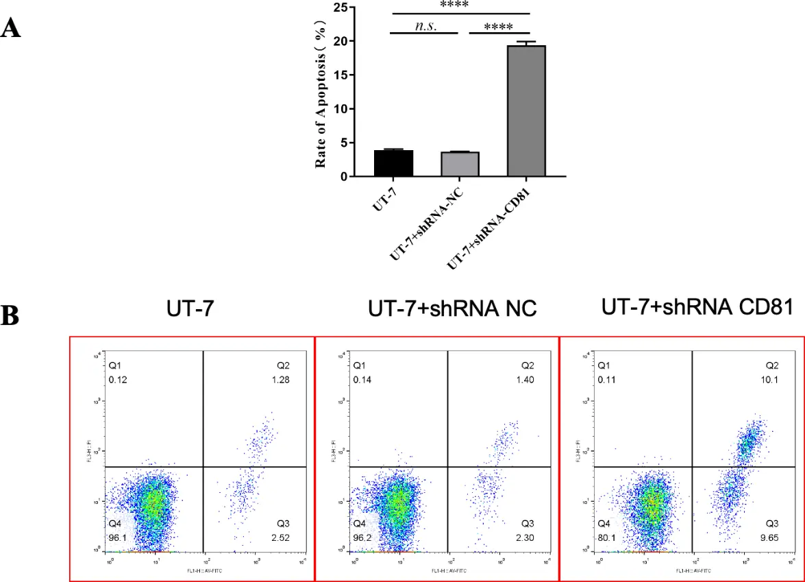 shCD81 significantly upregulated the rate of apoptosis in the UT-7 cell line.