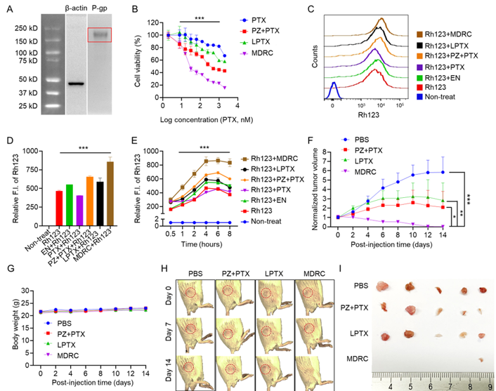 In vivo tumor growth inhibition.
