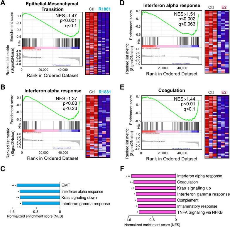Androgens and estrogens significantly downregulate both similar and distinct biological pathways in the VCaP cell line.