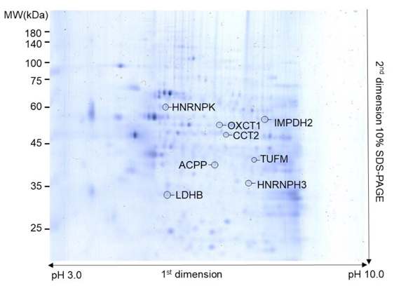 2DE analysis and identification of protein spots showing significant changes in expression between the control group and DHT-or FSK-treated groups.