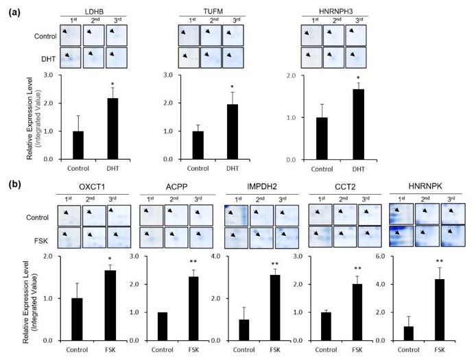 Comparative expression levels of the identified protein spots.