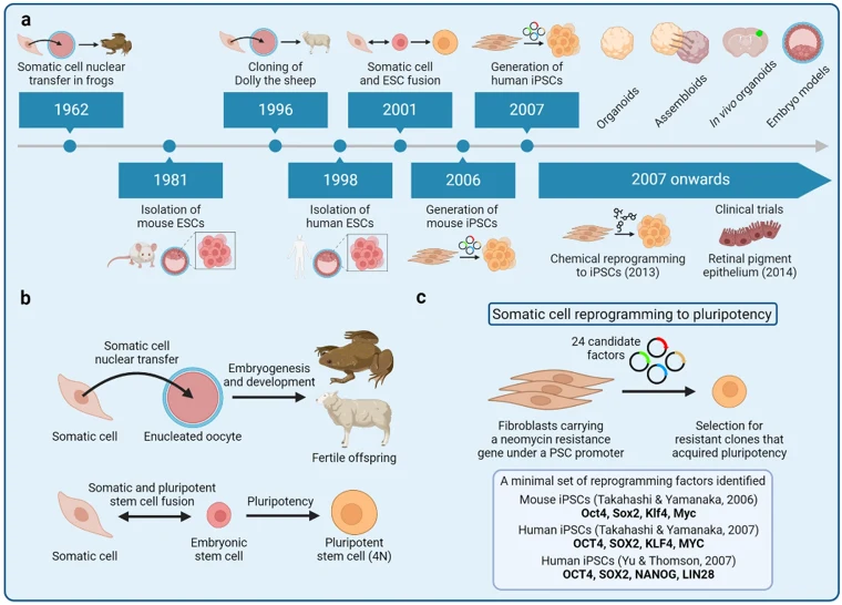 Development of the induced pluripotent stem cell (iPSC) technology