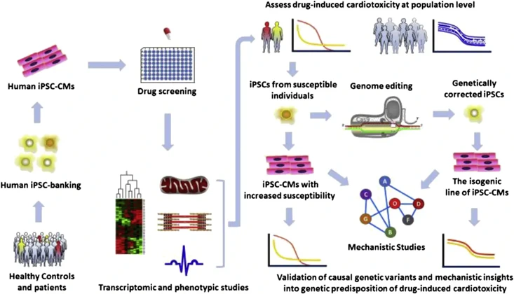 Drug testing with a panel of patient-specific iPSC-CMs allows assessment of drug-induced cardiotoxicity at the population level for patient stratification in clinical trials and verification of adverse drug reactions in post-marketing surveillance