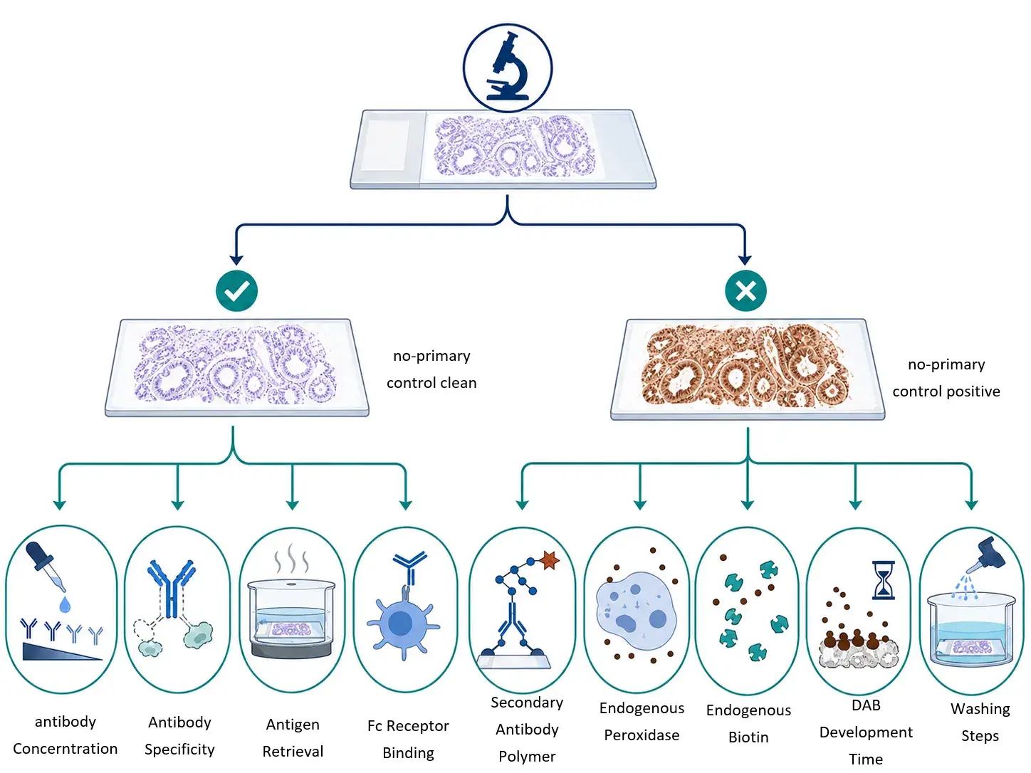 Using a no-primary antibody control to identify the source of IHC background. A clean no-primary control suggests that the primary antibody, antigen retrieval, or non-specific tissue binding may be responsible. Persistent staining in the no-primary control points instead to the detection system, endogenous enzymes, endogenous biotin, insufficient washing, or chromogen-related artifacts.