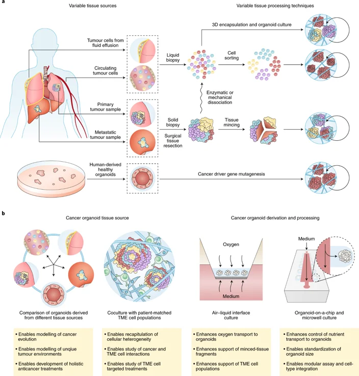 Fig. 3: Patient-specific cancer organoid derivation is limited by non-standardized methods of tissue procurement and processing.
