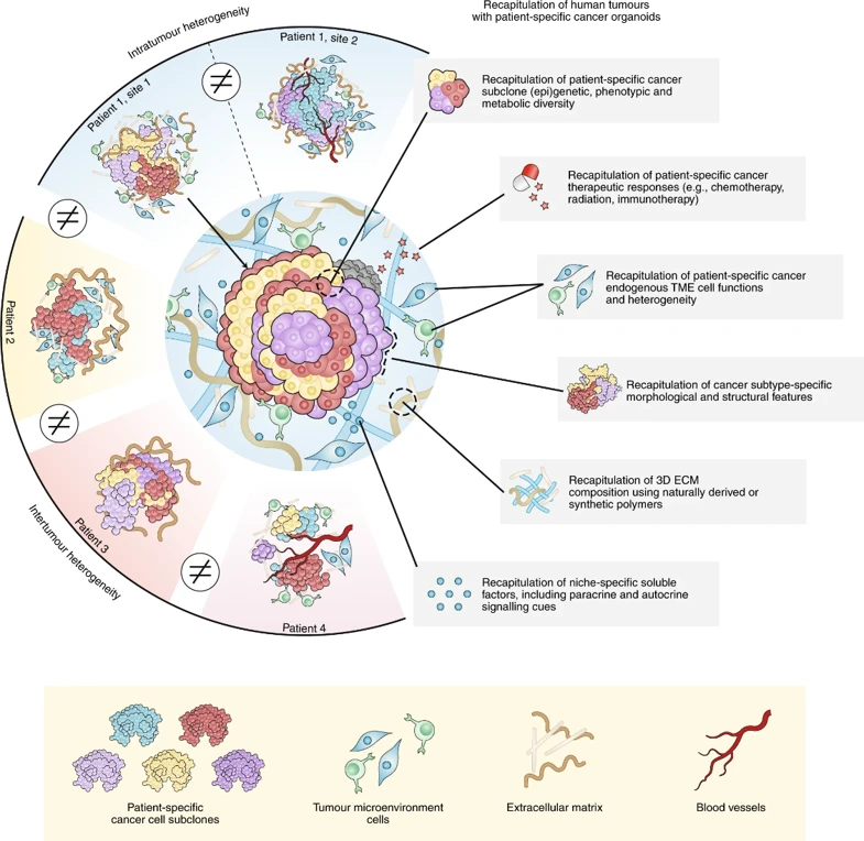 Each patient's cancer presents a host of unique cellular and environmental characteristics that contribute to the vast biological heterogeneity within and across tumors