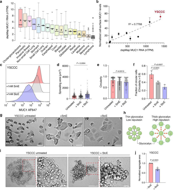Cholangiocarcinoma cell line YSCCC exhibits high MUC1 surface expression.