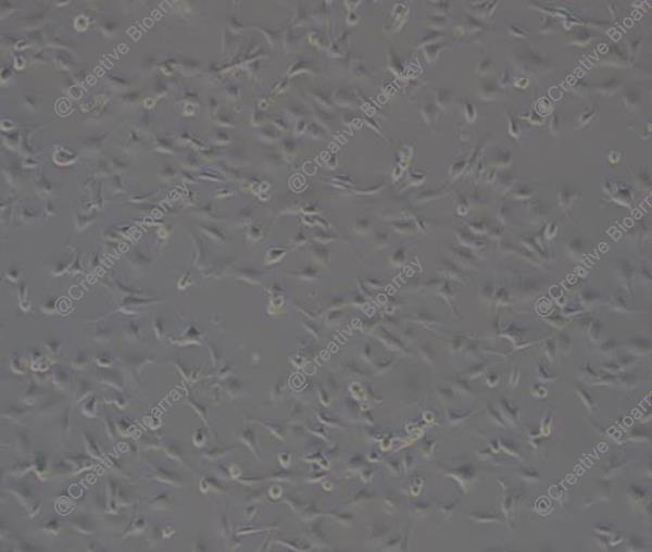 Immortalized Human Pericytes