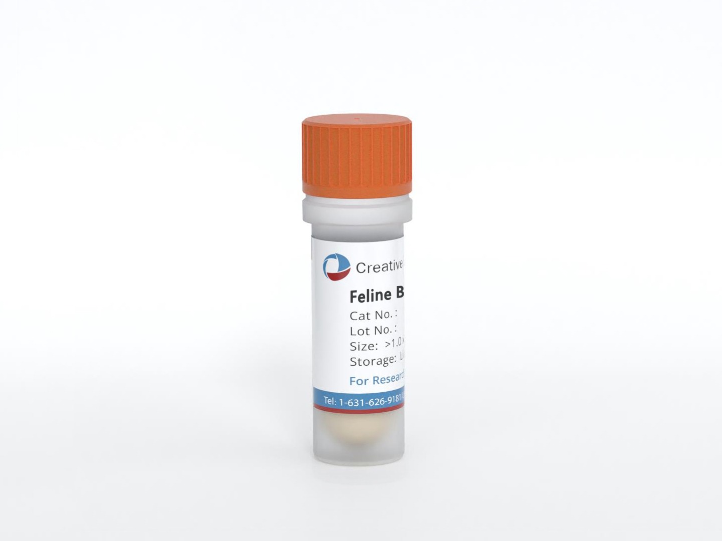 Feline Bladder Stromal Fibroblasts (FBSFs)