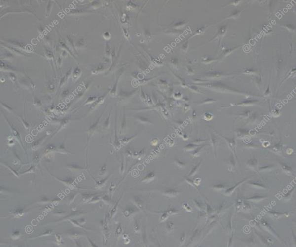 Immortalized Human Bone Marrow-derived Mesenchymal Stromal Cells (hTERT, No viral gene)