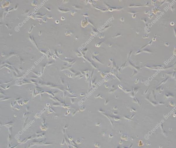 Immortalized Human Skeletal Muscle Myoblasts
