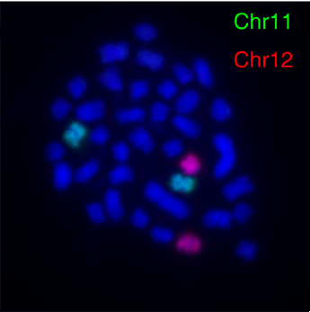 WCP 12 FISH Probe