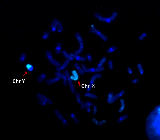 WCP Y FISH Probe