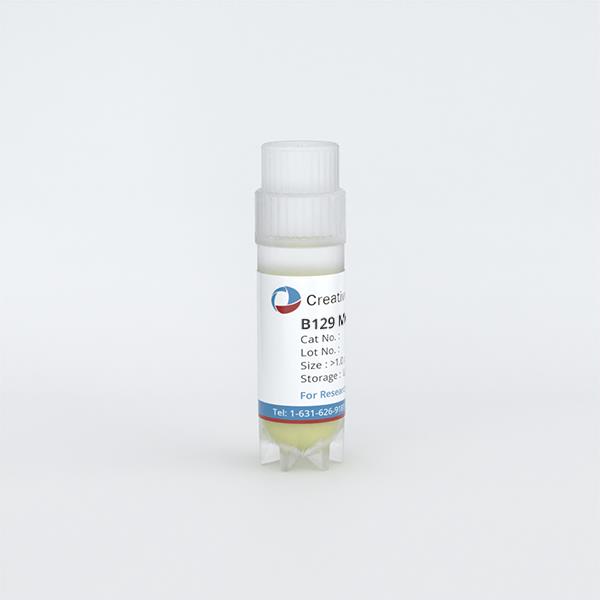 Mouse Primary Cells - Creative Bioarray | Creative Bioarray